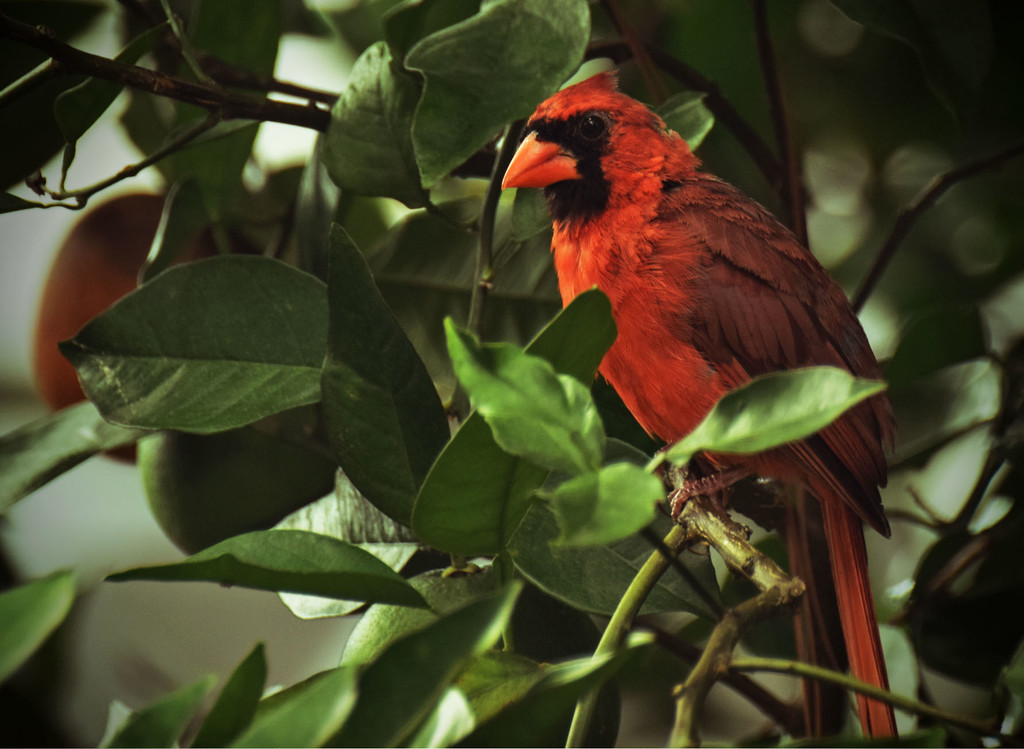 Cardinal In the Orange Tree by rickster549