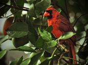 4th Sep 2015 - Cardinal In the Orange Tree