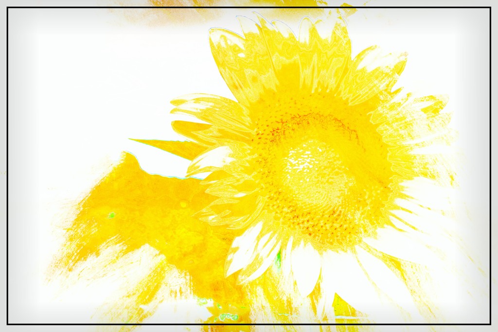 Sunflower Dream by olivetreeann