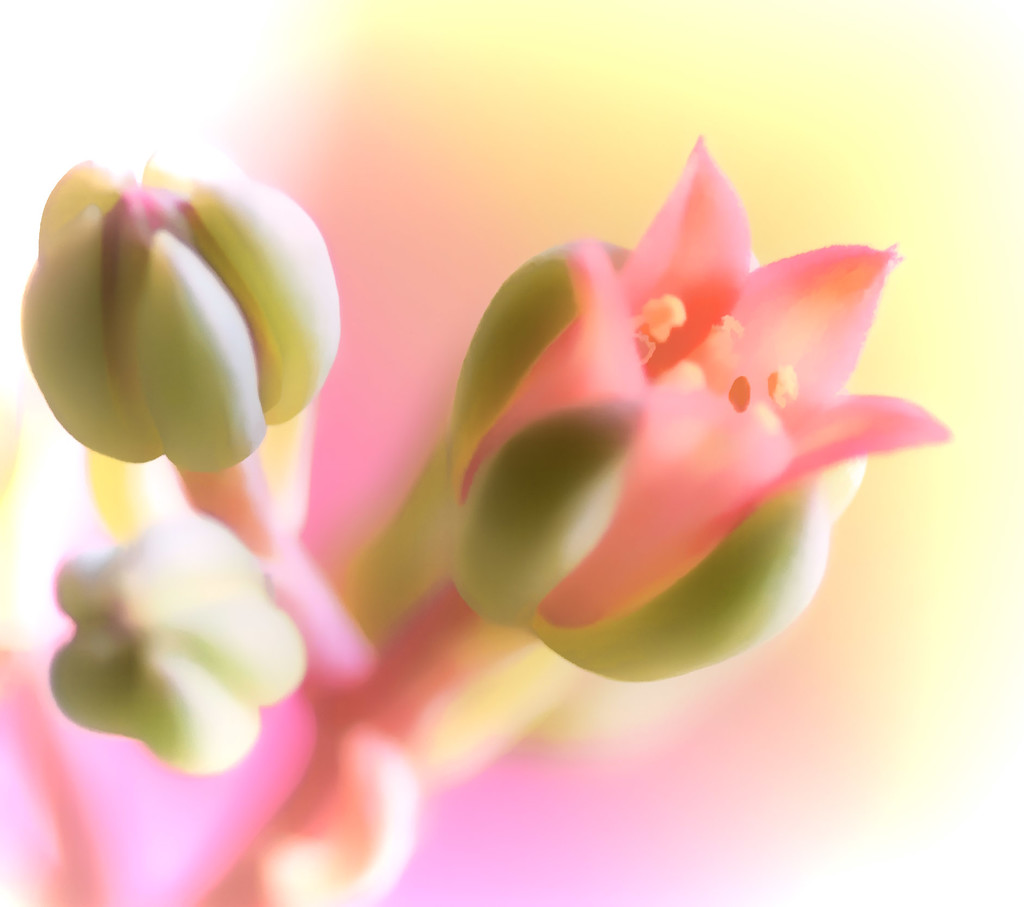 Teeny Tiny Flower  by joysfocus