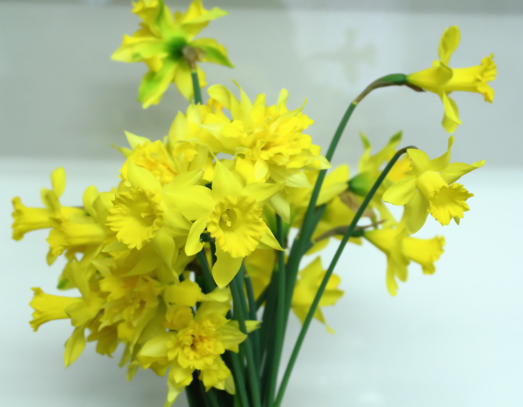 Double daffodils by kiwinanna