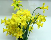4th Sep 2015 - Double daffodils
