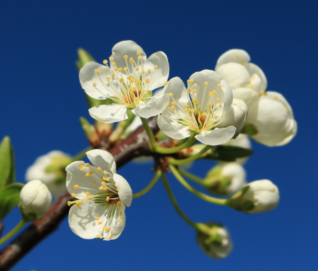 Blossom and blue sky  by kiwinanna