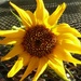 solo sunflower by quietpurplehaze