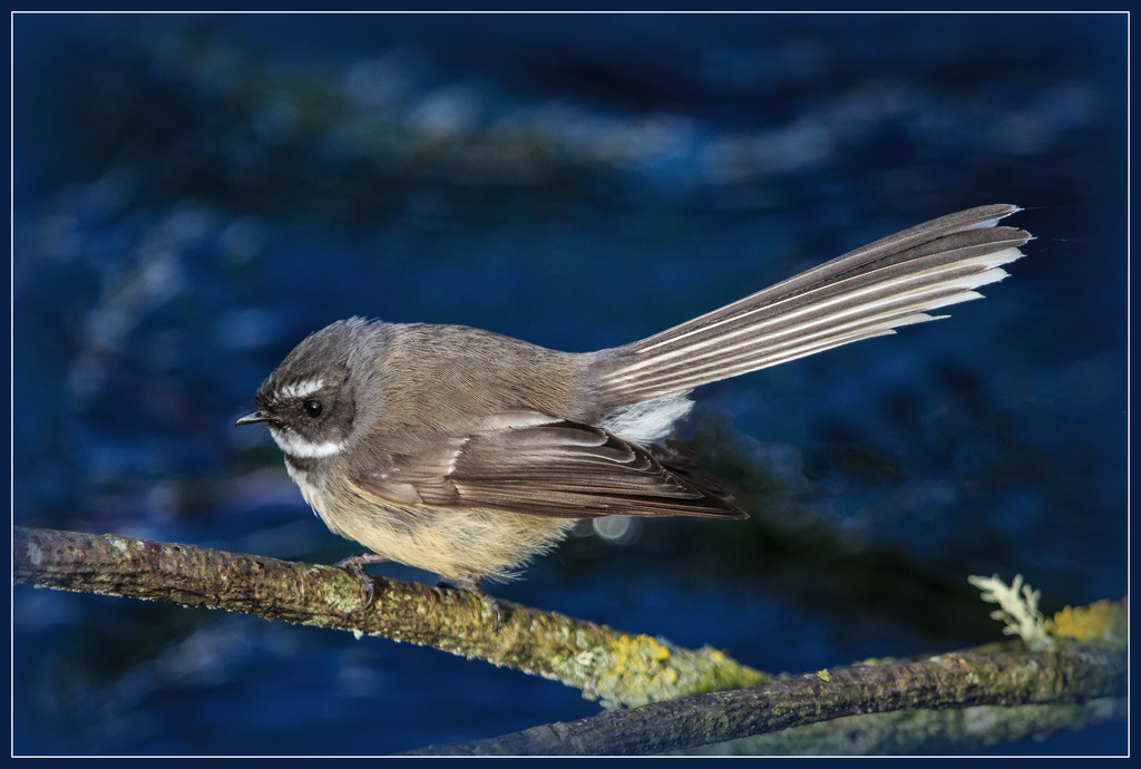 The fantail by dide
