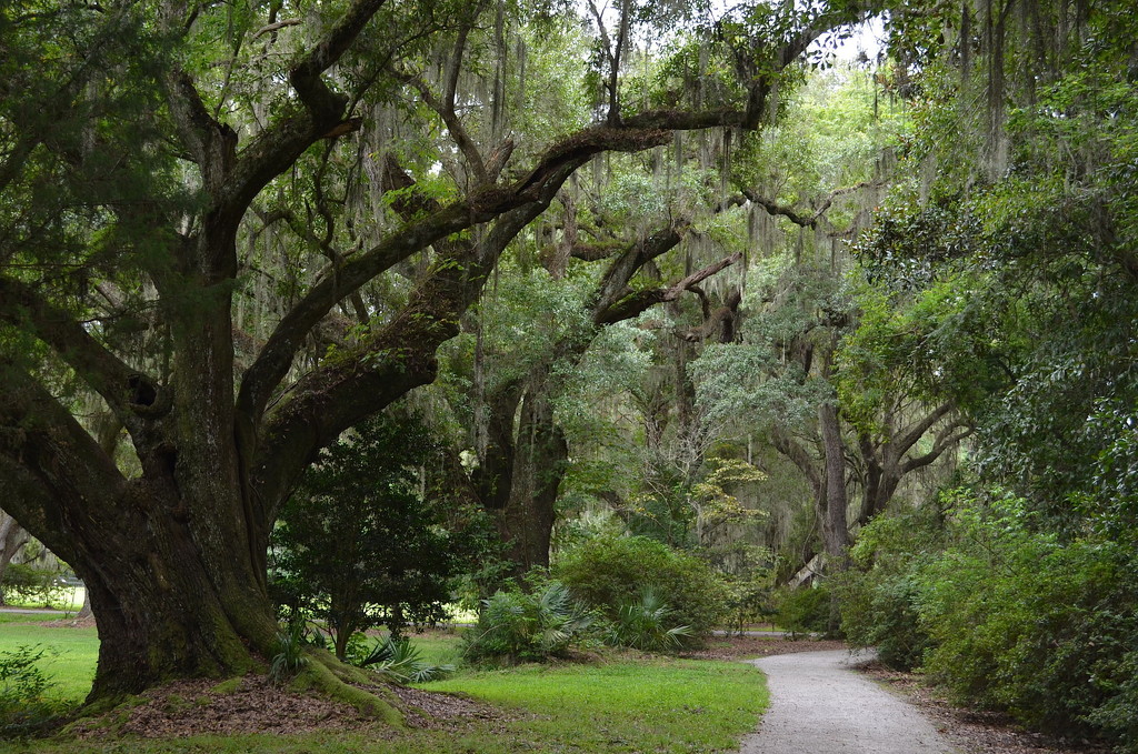  Live oaks, Magnolia Gardens, Charleston, SC by congaree