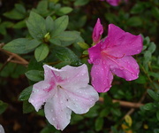 5th Sep 2015 - Summer blooming azaleas.  Magnolia Gardens, Charleston, SC.   I have seen these nowhere else but at Magnolia Gardens.