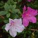Summer blooming azaleas.  Magnolia Gardens, Charleston, SC.   I have seen these nowhere else but at Magnolia Gardens. by congaree