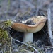 Day 66 - Mighty Mushroom by ravenshoe