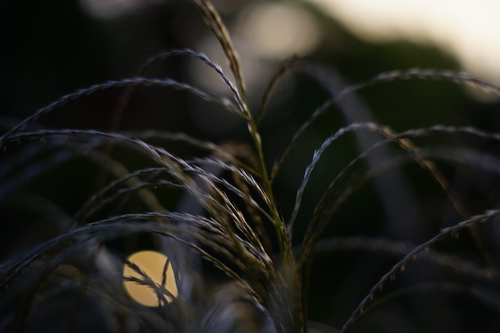 nf-sooc-2015  No4 Grasses in Early Morning Light by tosee