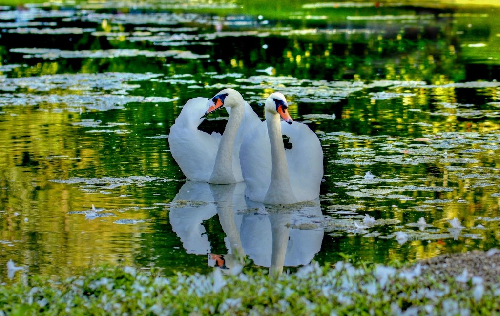 Swans by lynnz