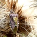 Hairy Shieldbug 2 by julienne1