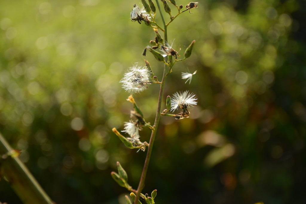 Weed with bokeh :-) by thewatersphotos