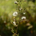 Weed with bokeh :-) by thewatersphotos