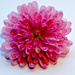 Chrysanthemum by elisasaeter
