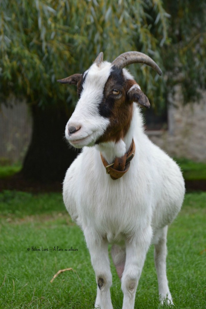 Goat by parisouailleurs