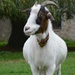 Goat by parisouailleurs