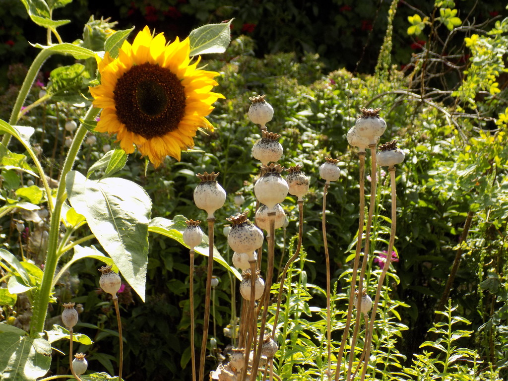 Sunflower and seed heads by flowerfairyann