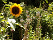 28th Aug 2015 - Sunflower and seed heads