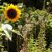 Sunflower and seed heads by flowerfairyann