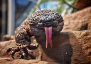 5th Sep 2015 - Greetings from a Gila Monster 