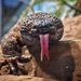 Greetings from a Gila Monster  by vera365