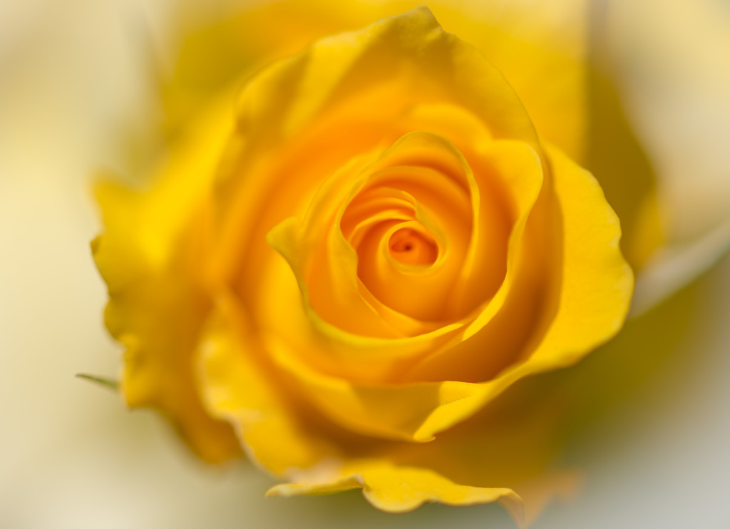 Yellow Rose by stray_shooter