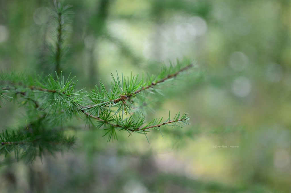 tamarack... by earthbeone