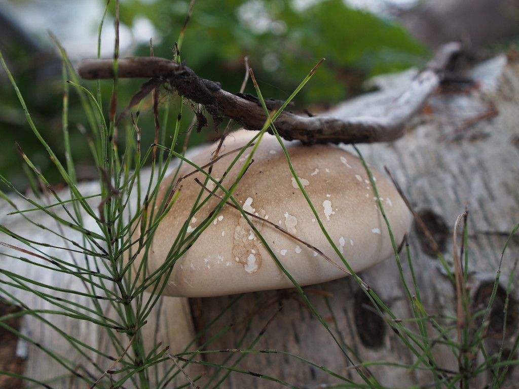 Fungus by selkie