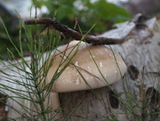 2nd Sep 2015 - Fungus