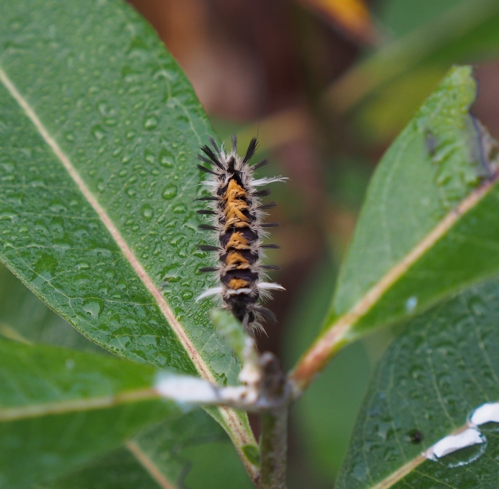 Monarch Tussock Moth Caterpillar by selkie