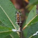 Monarch Tussock Moth Caterpillar by selkie