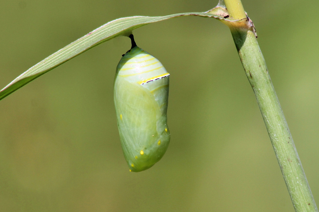 My first Monarch chrysalis! by cjwhite
