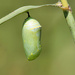 My first Monarch chrysalis! by cjwhite