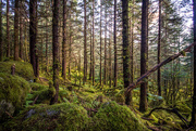 18th Aug 2015 - Forest Floor