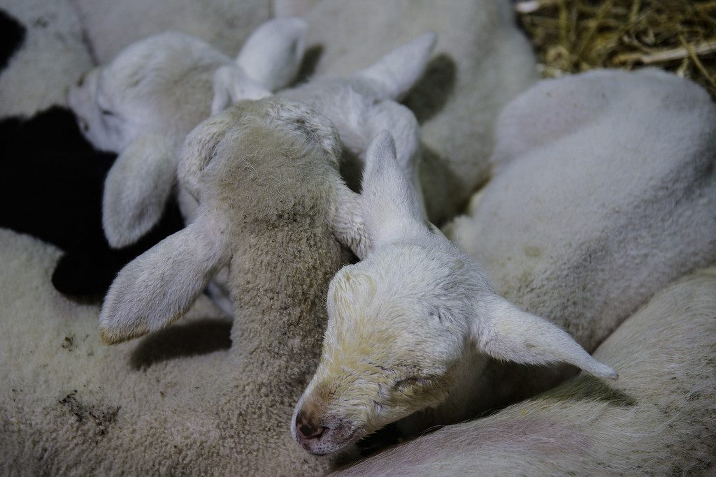 Lambs by jeneurell