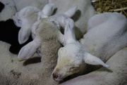6th Sep 2015 - Lambs