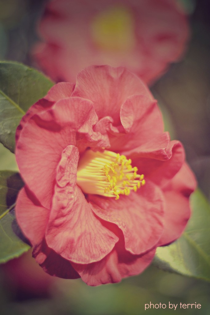 Camellia by teodw