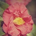 Camellia by teodw