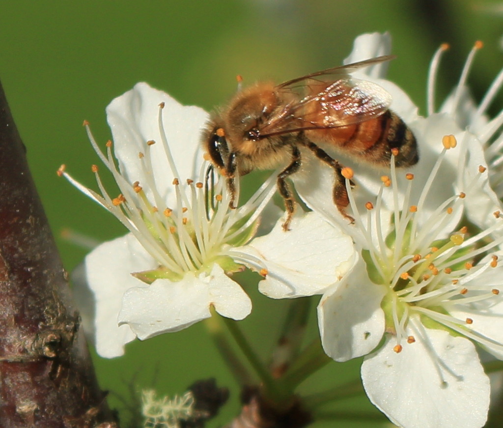 Spring working bee by kiwinanna