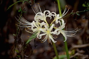 6th Sep 2015 - Spider lily, Magnolia Gardens, Charleston, SC