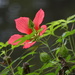 Scarlet hibiscus, Magnolia Gardens, Charleston, SC by congaree