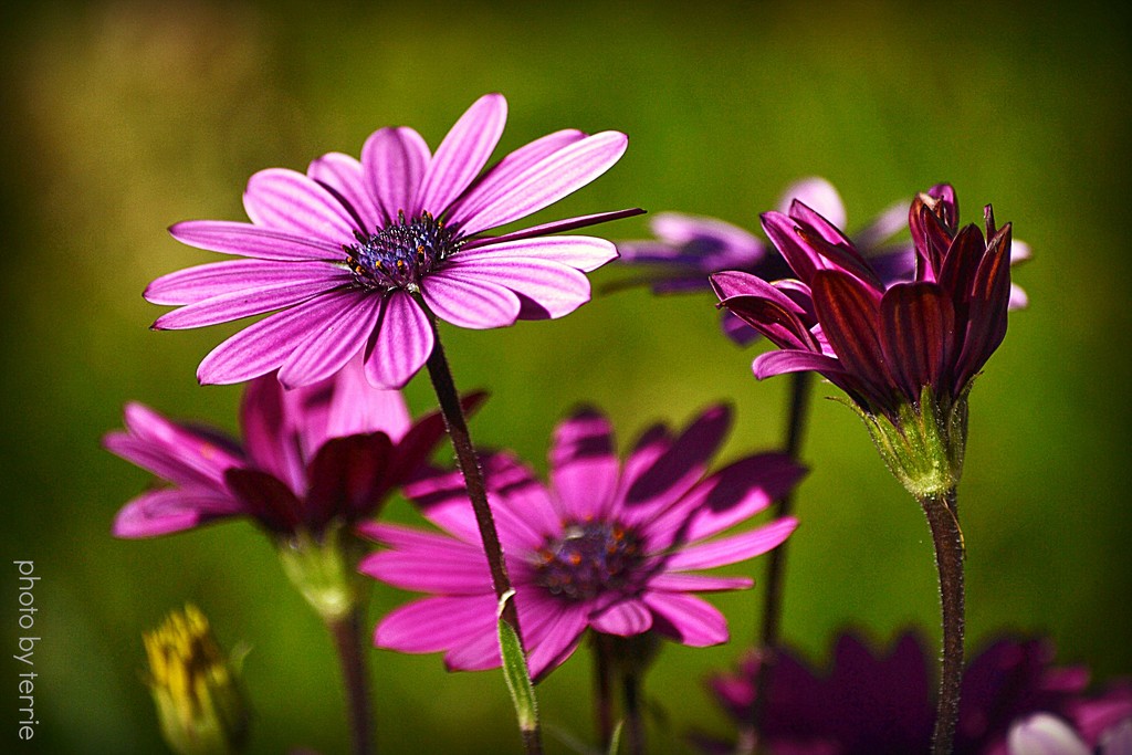 Purple Daisies by teodw