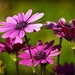 Purple Daisies by teodw