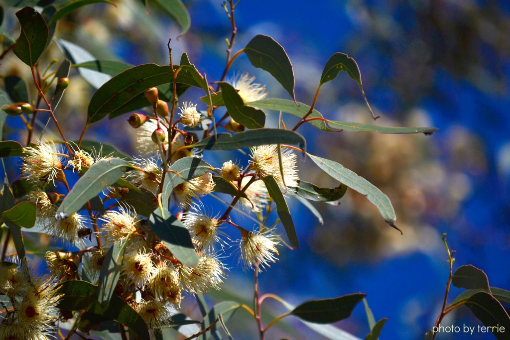 Flowering Gum by teodw