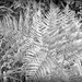 silver fern by cruiser