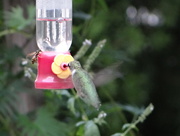 31st Aug 2015 - Hummingbird and Bee