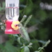 Hummingbird and Bee by brillomick