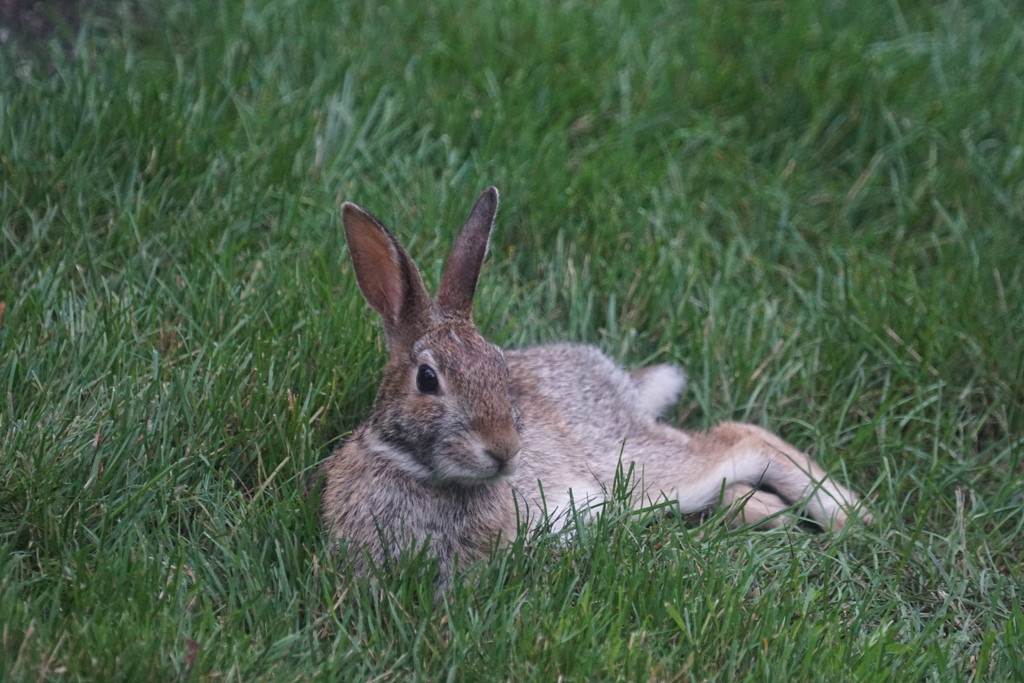 one relaxed rabbit by amyk