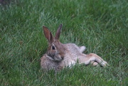 5th Sep 2015 - one relaxed rabbit